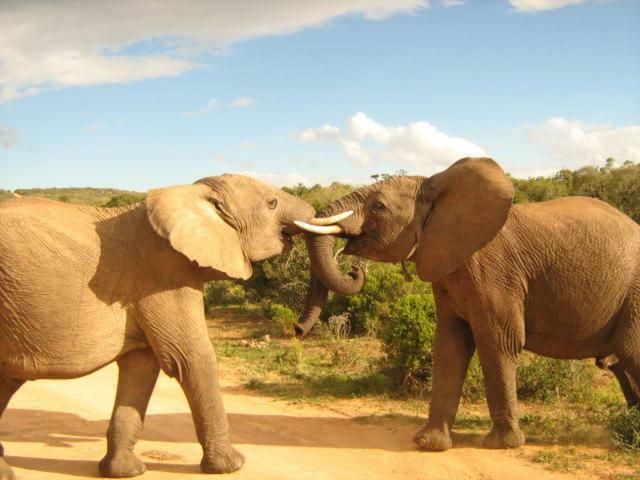 Addo Gateway Lodge Colchester Esterno foto