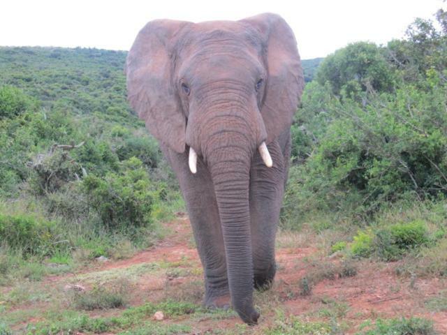 Addo Gateway Lodge Colchester Esterno foto