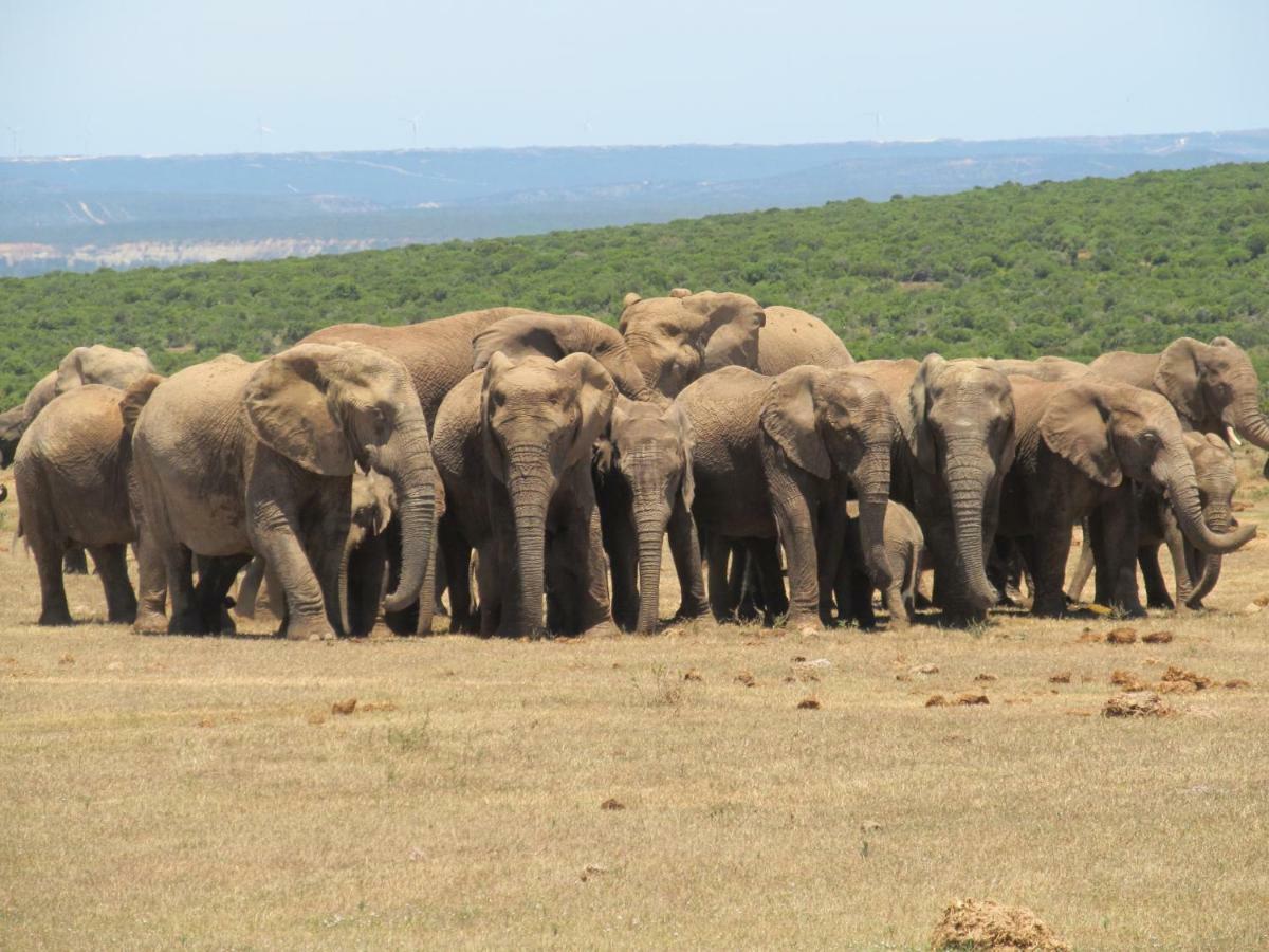 Addo Gateway Lodge Colchester Esterno foto